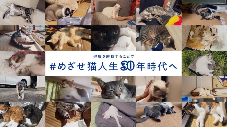 マルカン AIM30「めざせ猫人生30年」